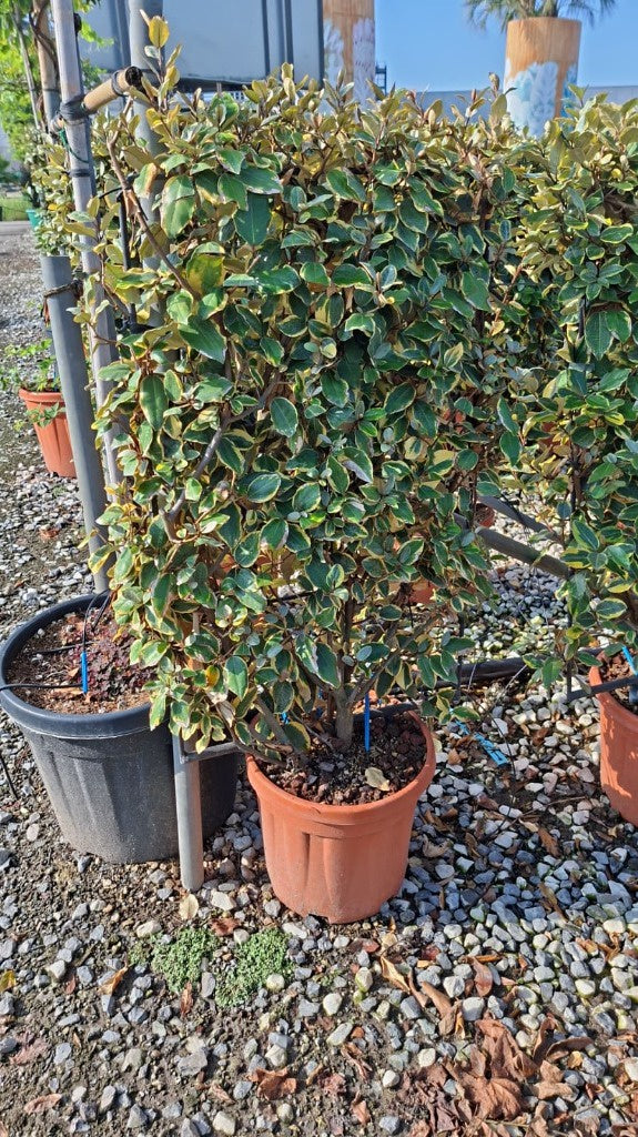 Elaeagnus ebb. Vivileg / C18 - Spalier 90x50-Easy Garden Centre