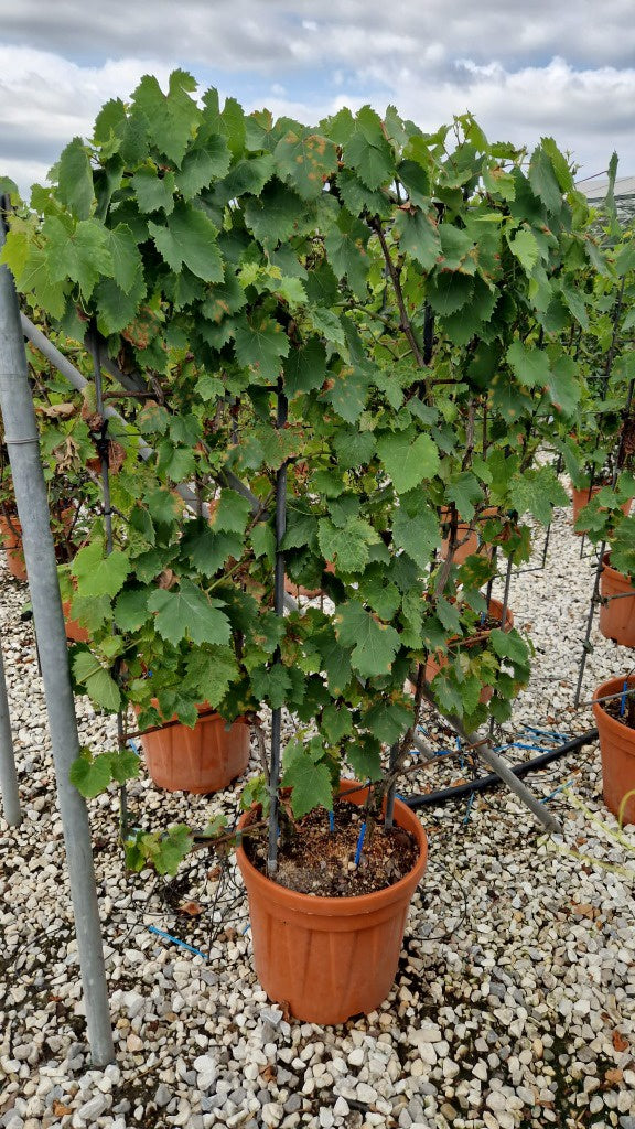 Vitis vin. in varieties / C30 - spalier 120x80-Easy Garden Centre