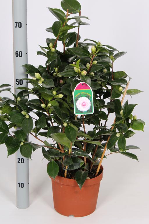 Camellia japonica in varieties / P21 (4 Ltr) / 60/70-BUSH-Easy Garden Centre