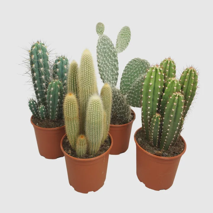 Cactus 'Column' mix / P21