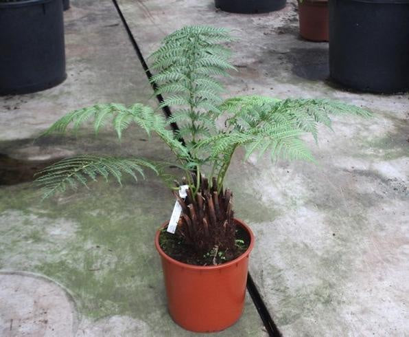 Dicksonia antarctica / 34cm pot / 90 height-Easy Garden Centre
