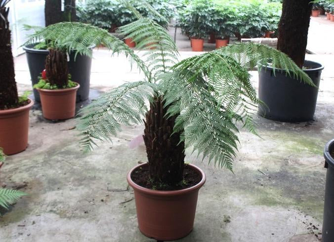 Dicksonia antarctica / 50cm pot / 140 height-Easy Garden Centre