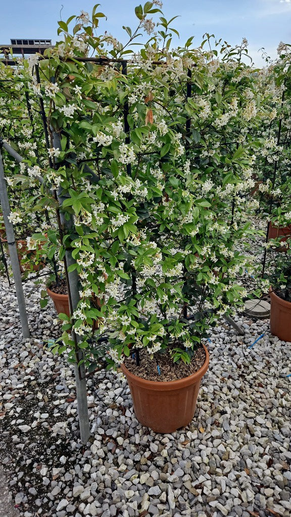 Trachelospermum jasminoides / C30 - spalier 120x80-Easy Garden Centre