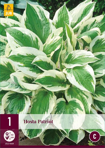 1 HOSTA PATRIOT-Easy Garden Centre