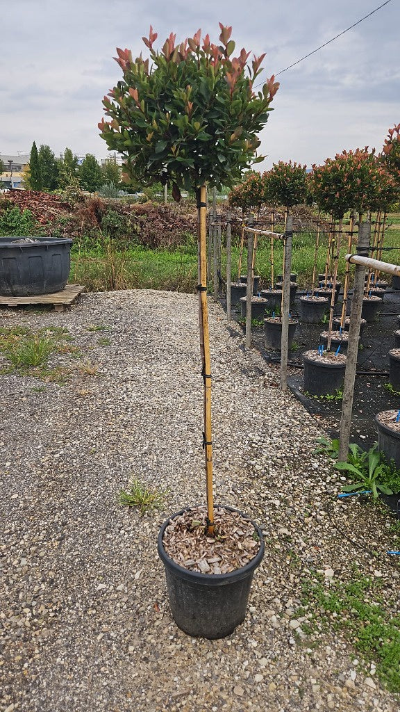 Photinia fras. Chico / C18 - 1/2 std 40/50 head-Easy Garden Centre