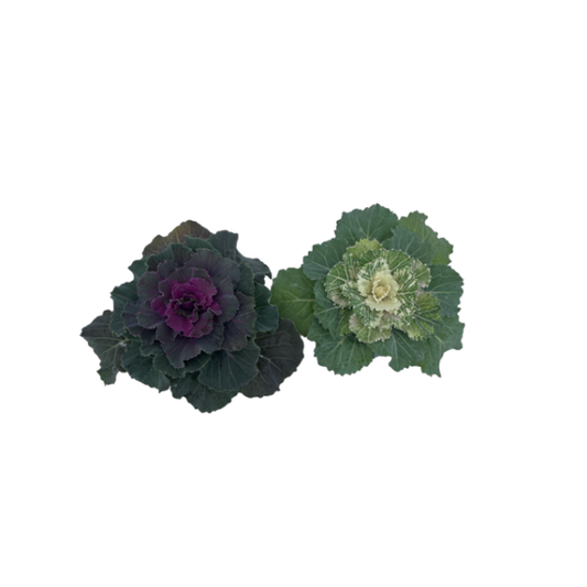 13cm brassica