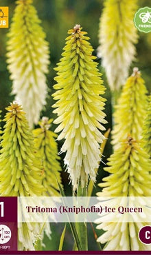 1 TRITOMA (KNIPHOFIA) ICE QUEEN-Easy Garden Centre