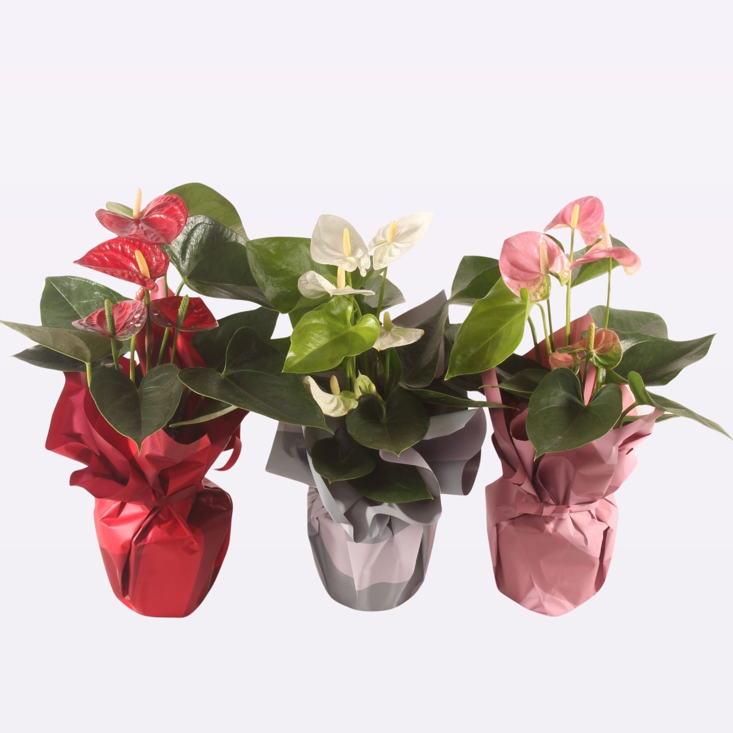 Anthurium Rondello mix 12cm pot-Easy Garden Centre