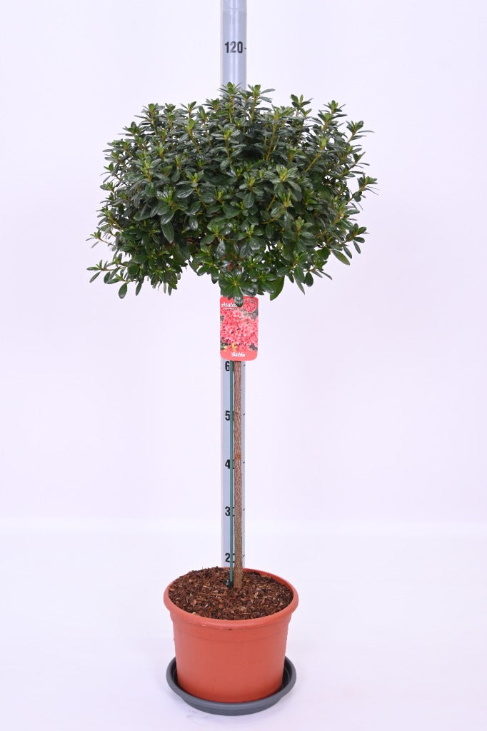 Azalea jap. mix Lollipop 7ltr
