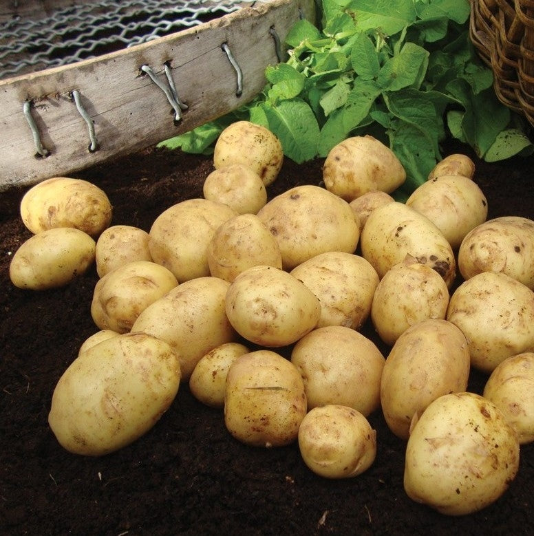 Duke Of York First Early 2Kg-Easy Garden Centre