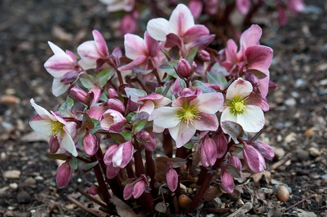 Helleborus Ruby Glow/Winter Moonbeam 2ltr-Easy Garden Centre