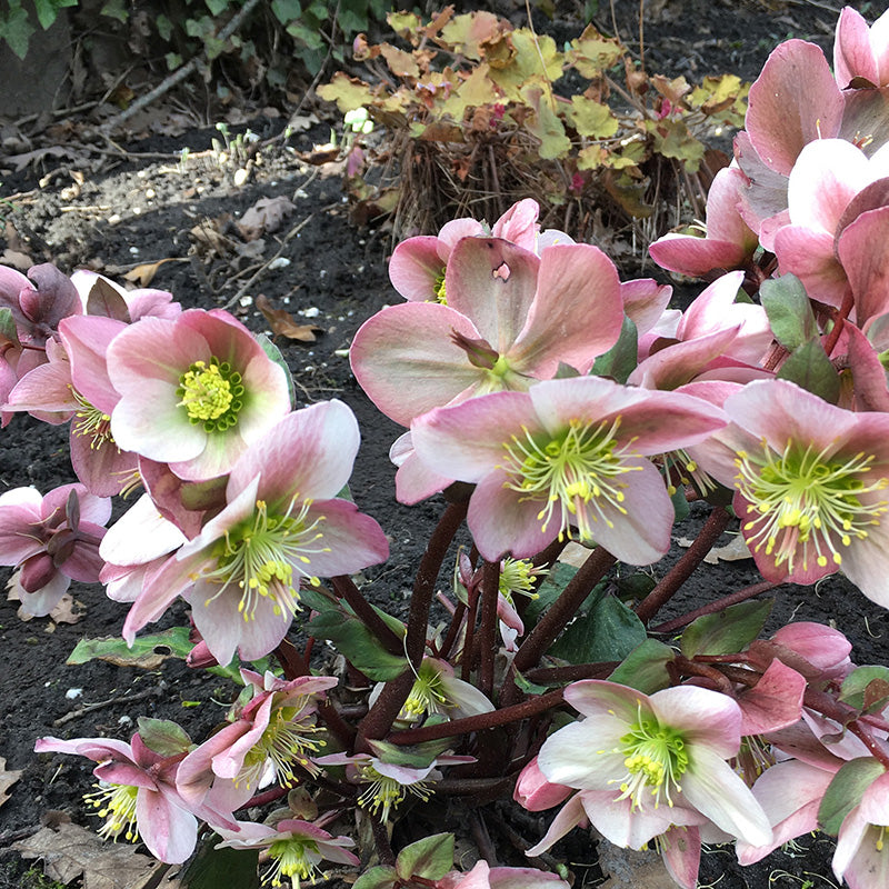 Helleborus Pirouette 2ltr-Easy Garden Centre