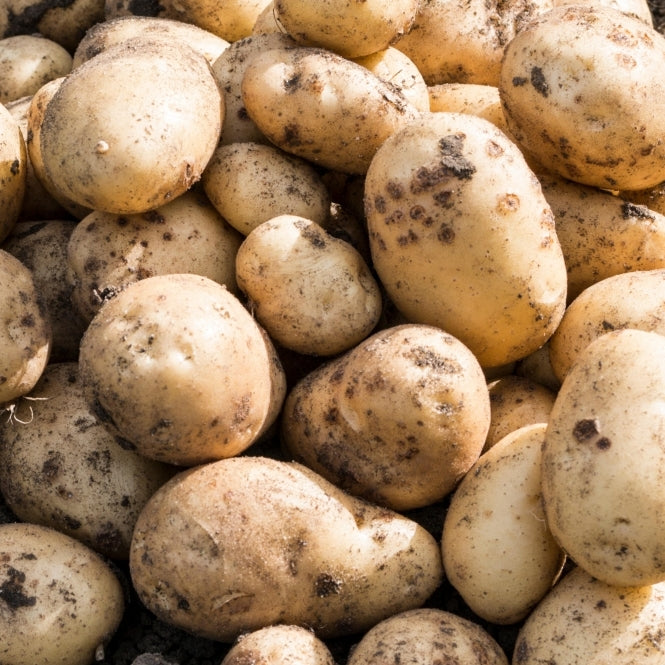 Homeguard First Earlies 2Kg-Easy Garden Centre