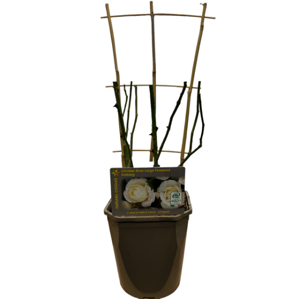 Rosa Climbing Iceberg / 4.5 Ltr-Easy Garden Centre