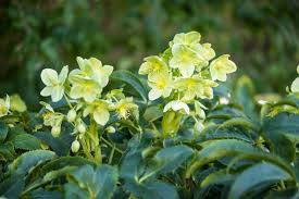 Helleborus argutifolius (corsicus) 2ltr-Easy Garden Centre