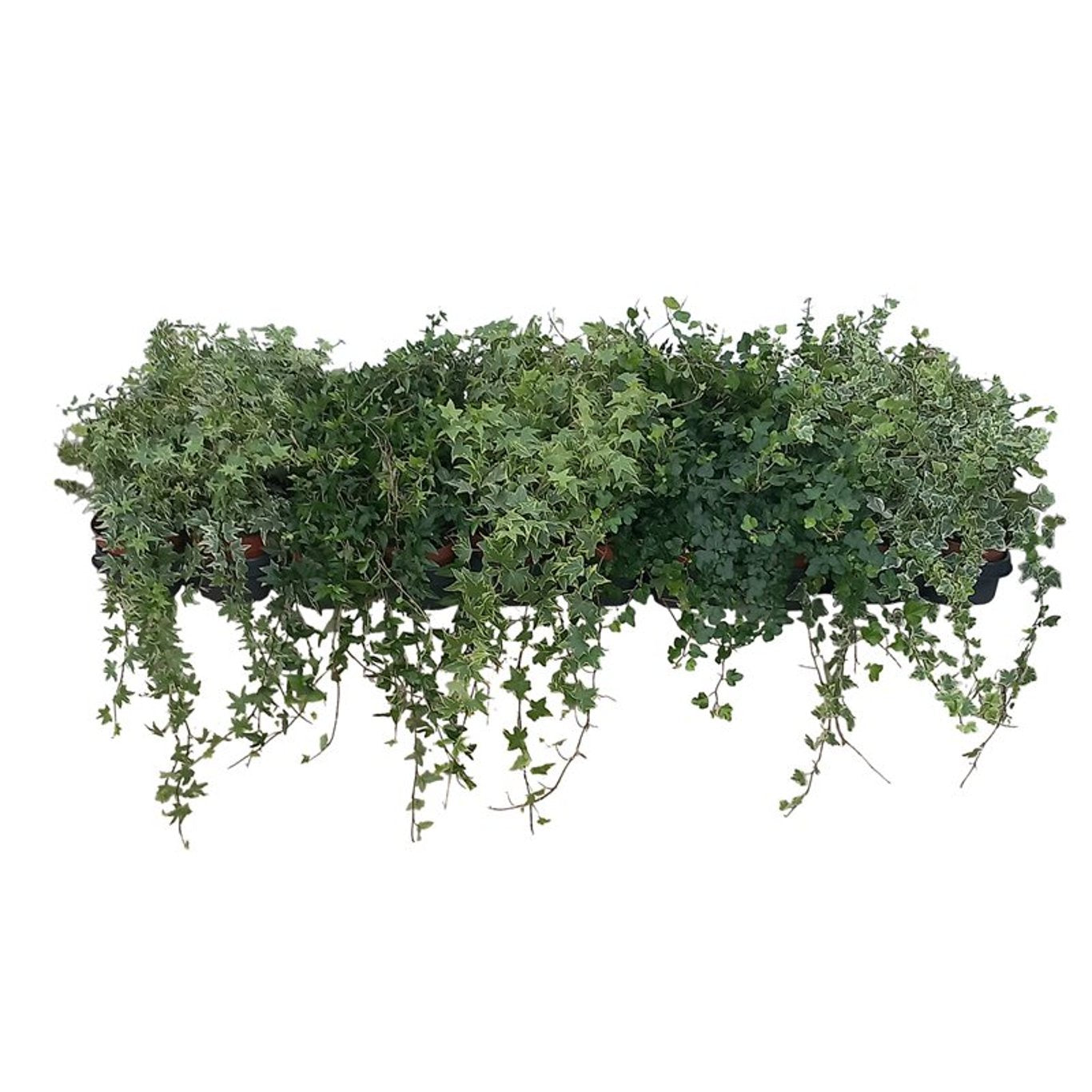 13cm Ivy