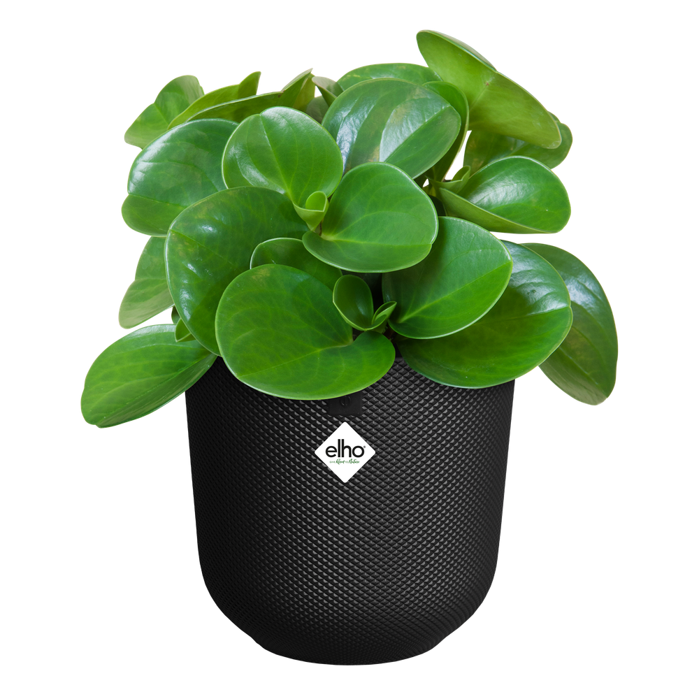 jazz round 19cm - living black