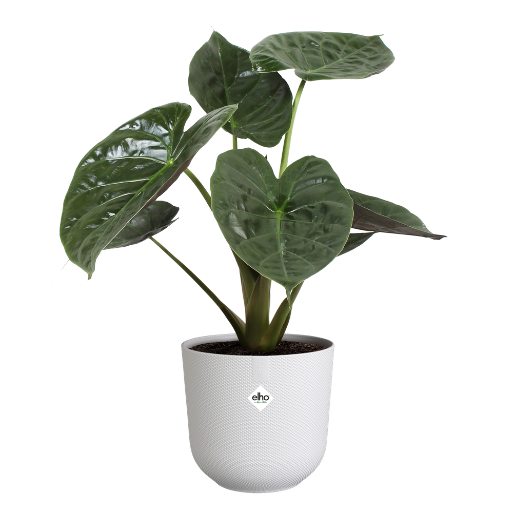 jazz round 14cm - silky white-Easy Garden Centre