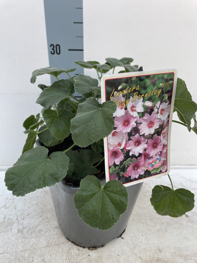 Lavatera & Malva Mix / 3ltr 30cm