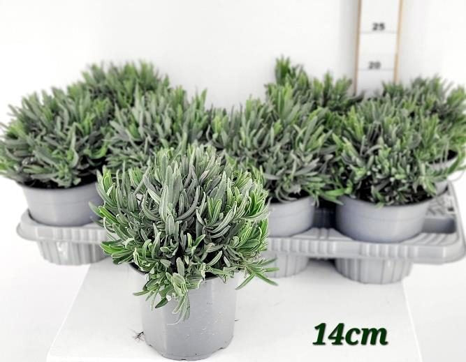Lavandula angustifolia (IT) / P14-Easy Garden Centre