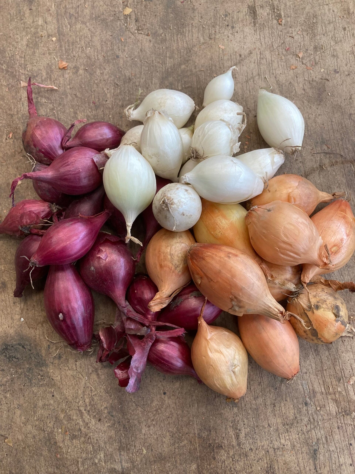 Onion Set Mixed 75Pce