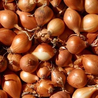 Sturon Onion Set 75Pce-Easy Garden Centre