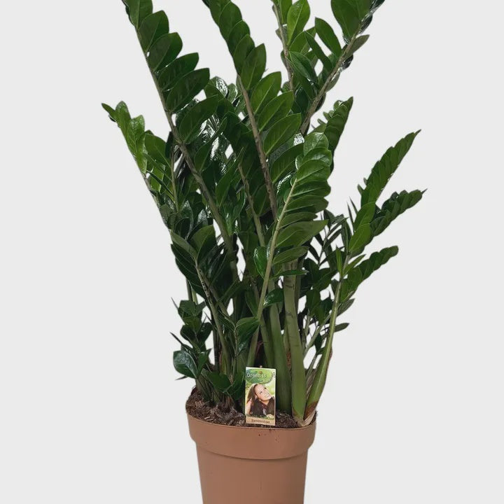 Zamioculcas zamiifolia / P30, 12+ br.