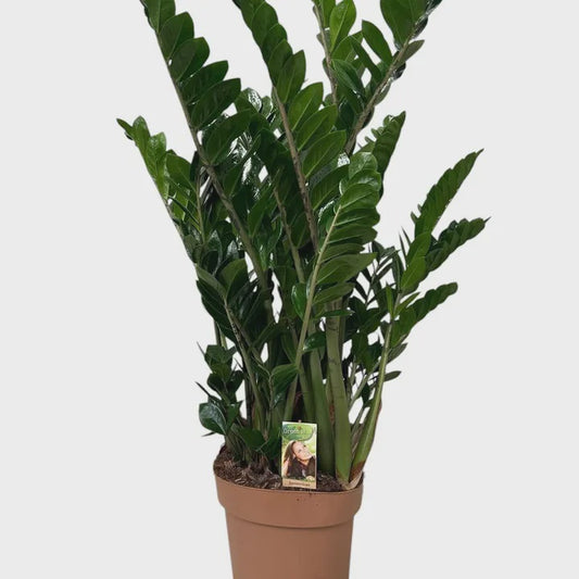 Zamioculcas zamiifolia / P30, 12+ br.