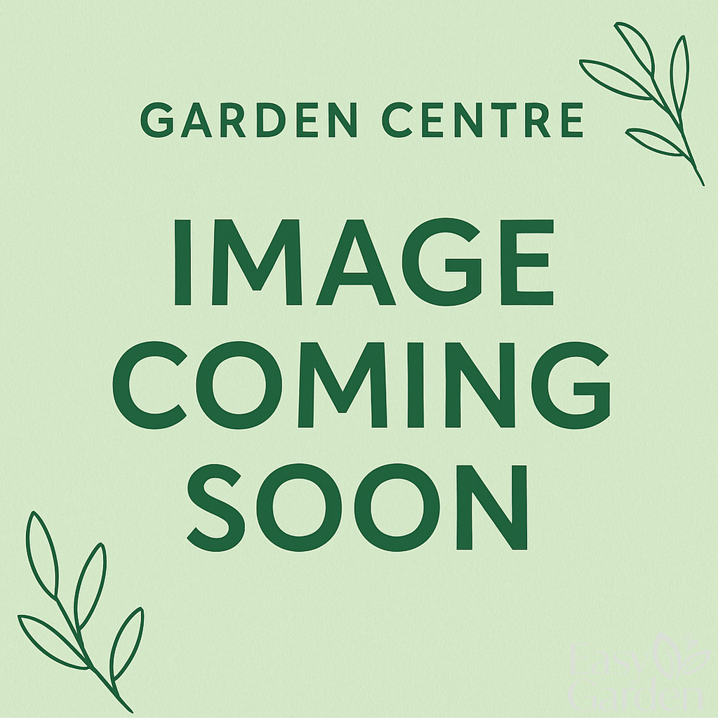 Clematis mix / C5.5 - 180 cm cane-Easy Garden Centre