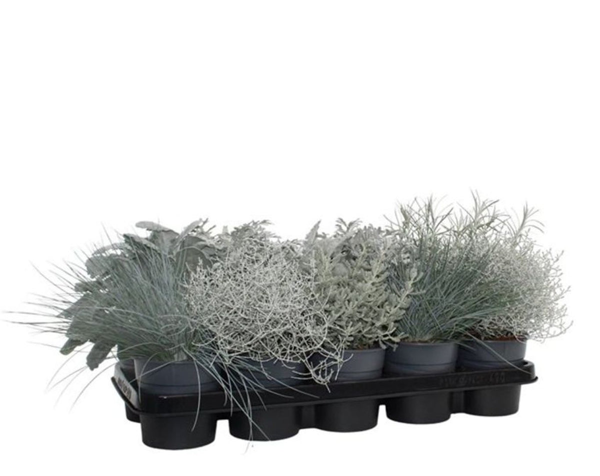 13cm Silver mix-Easy Garden Centre