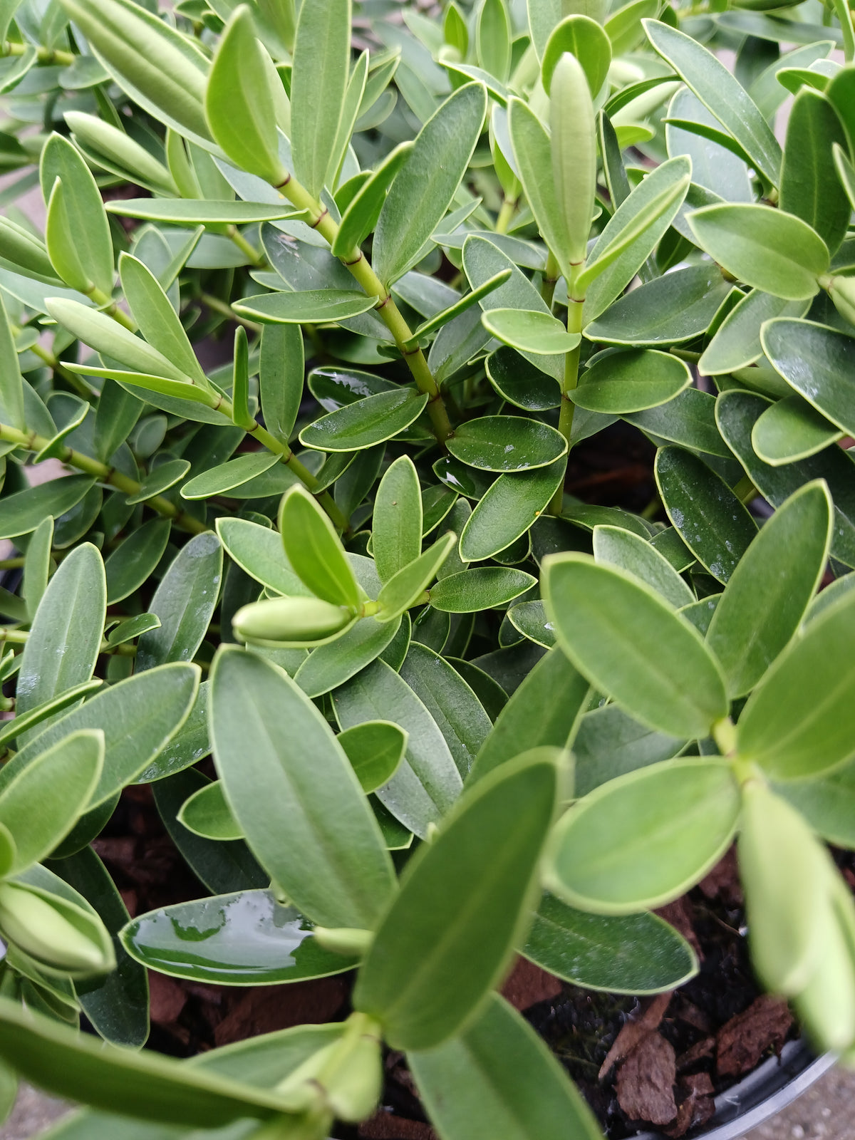 HEBE Wiri Mist / 2 Litre
