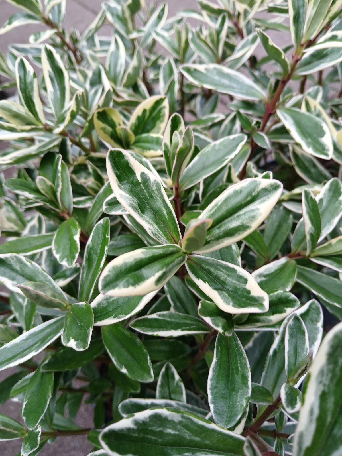 HEBE elliptica Variegata / 2 Litre