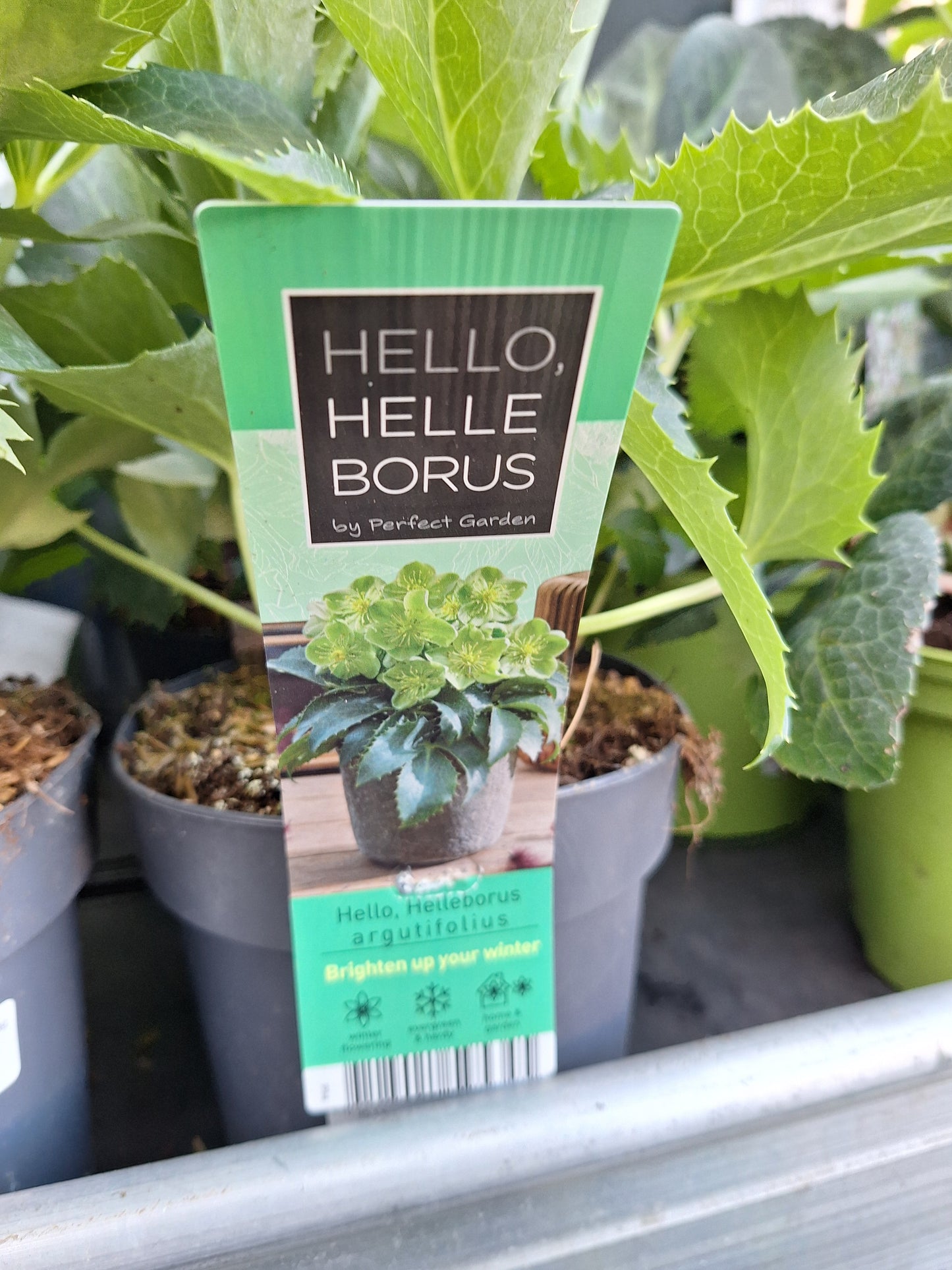 helleborus orientalis mix laag p14