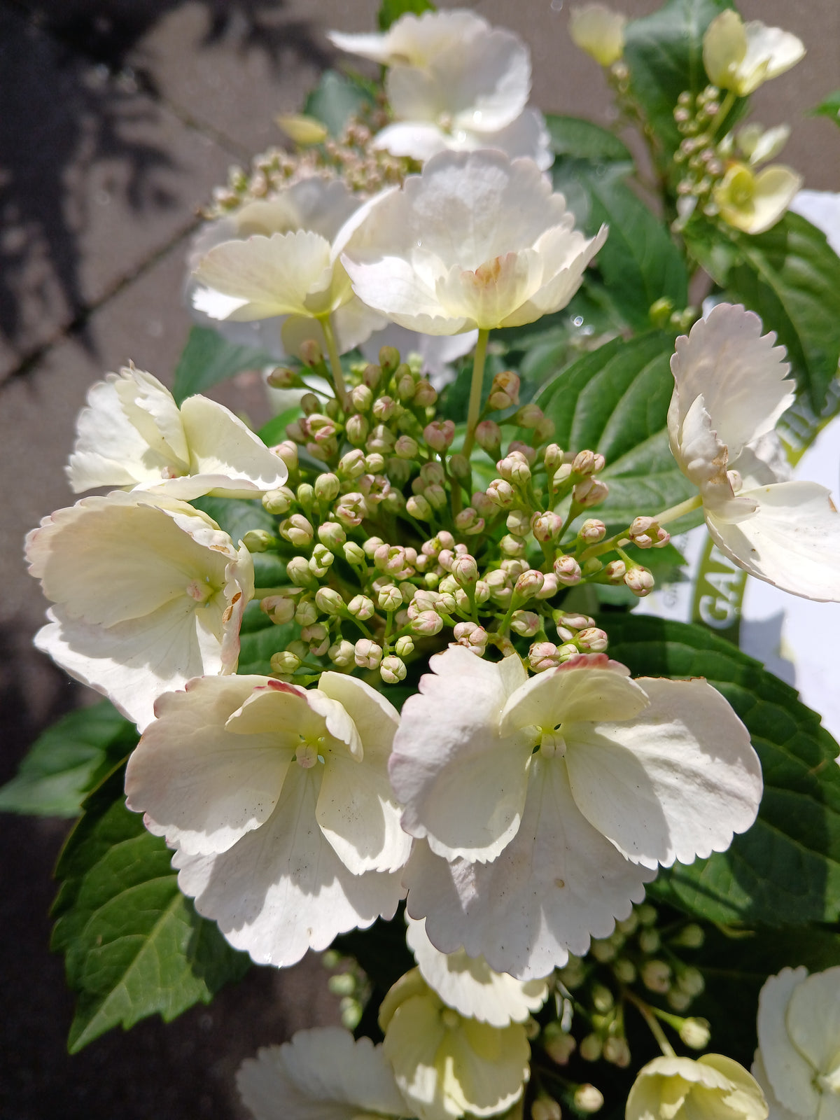 Hydrangea hybr. 'Runaway Bride®' / 3.5L / 20Cm