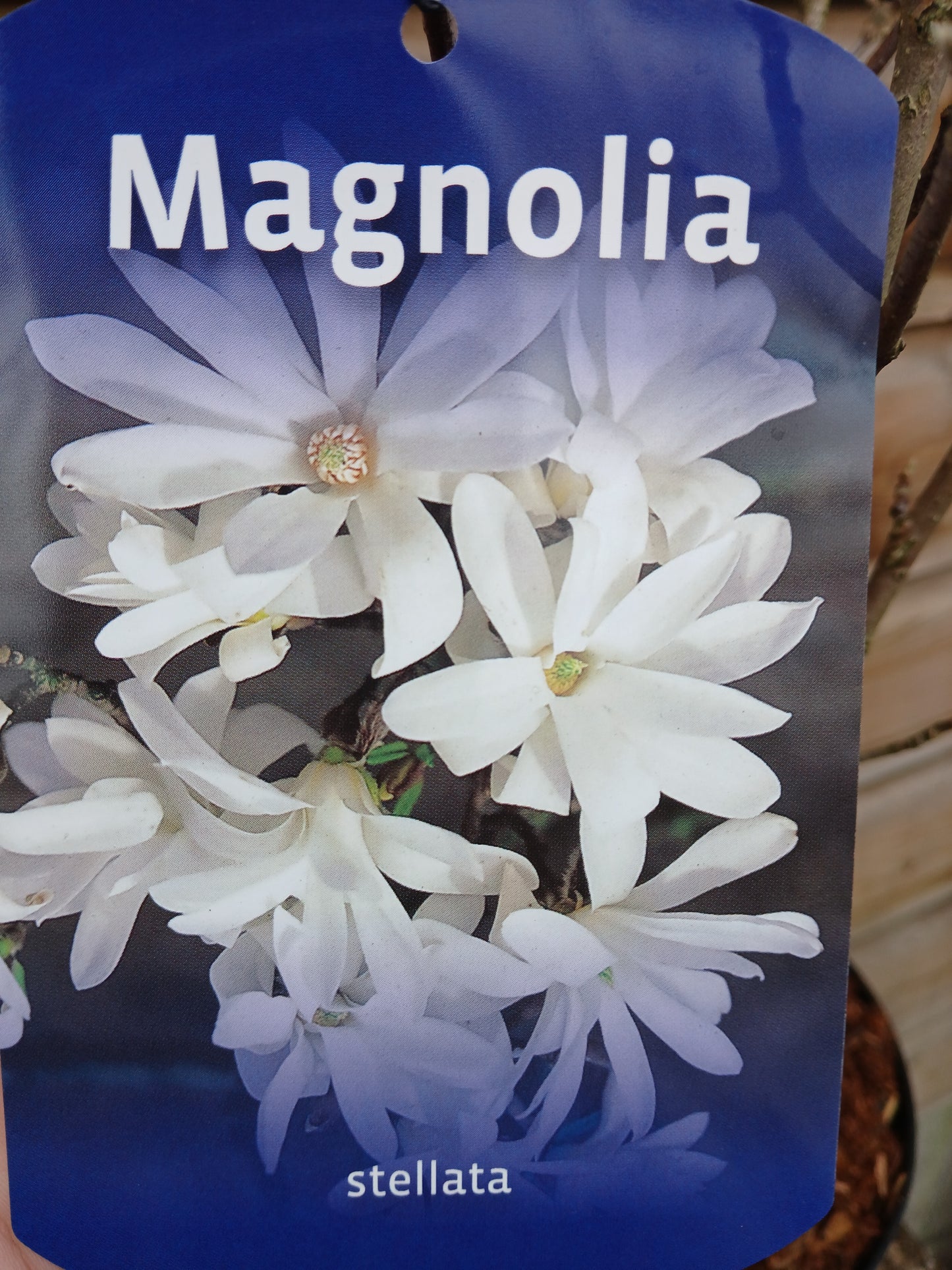 Magnolia stellata / P23 (5 Ltr)