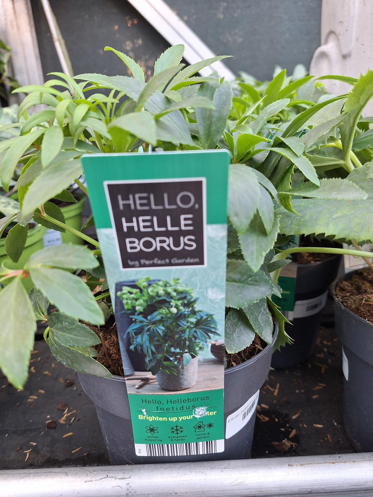 helleborus orientalis mix laag p14