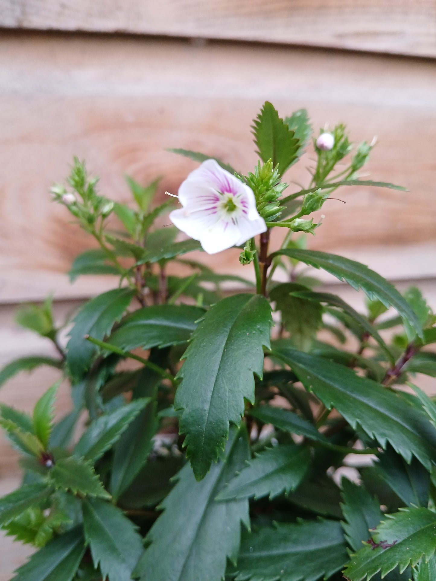 PARAHEBE Avalanche / 2 Litre