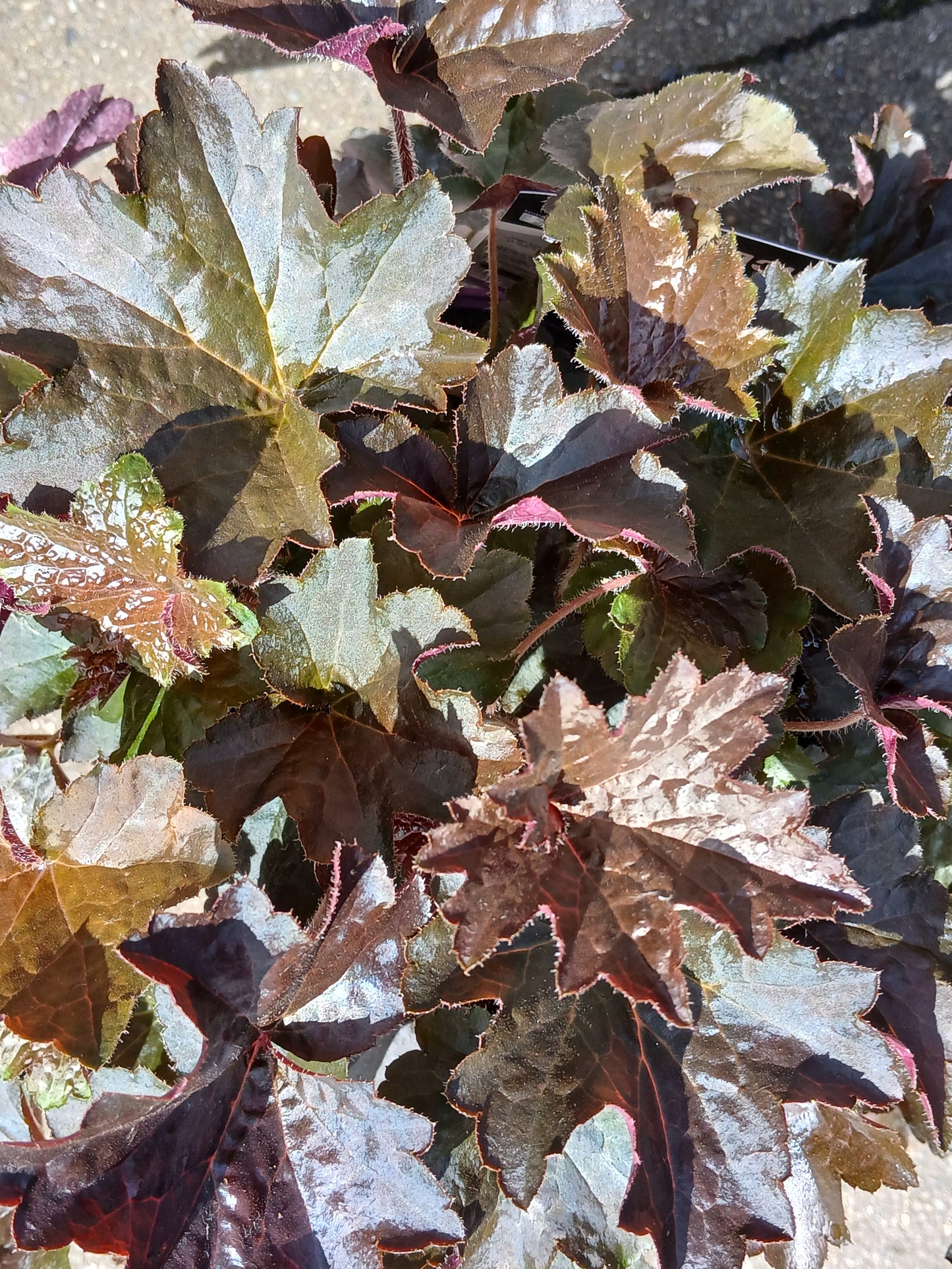 Heuchera m. 'Palace Purple' / 2L