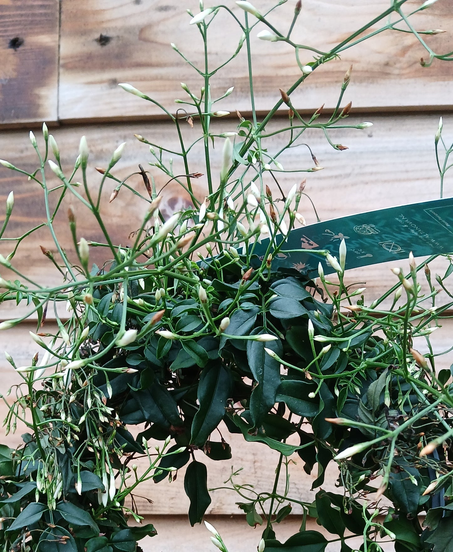 Jasminum polyanthum / P12 - hoop (200 buds)-Easy Garden Centre