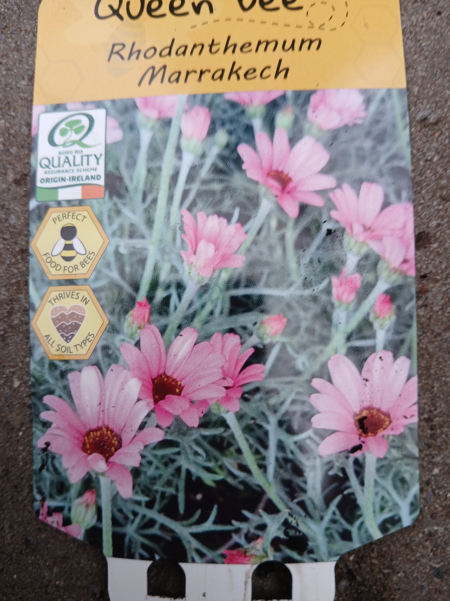 Rhodanthemum hyb. Marrakech / 2L