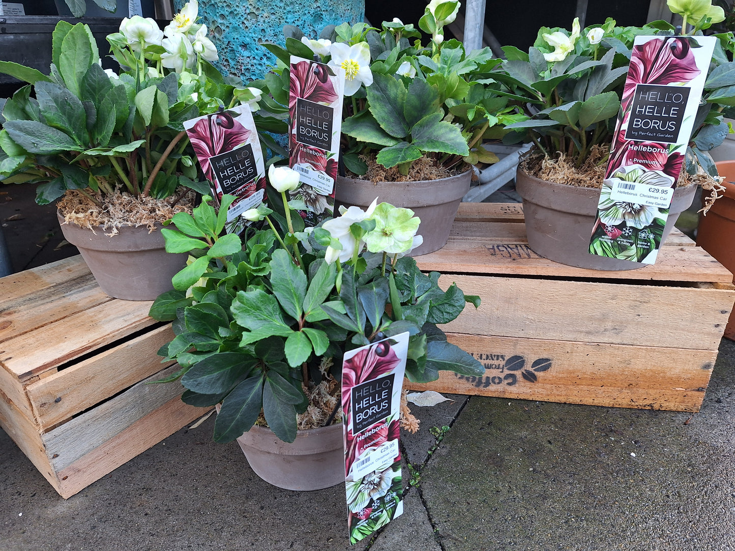 helleborus niger 'Christmas Carol' p21 (Basalt series bowl)