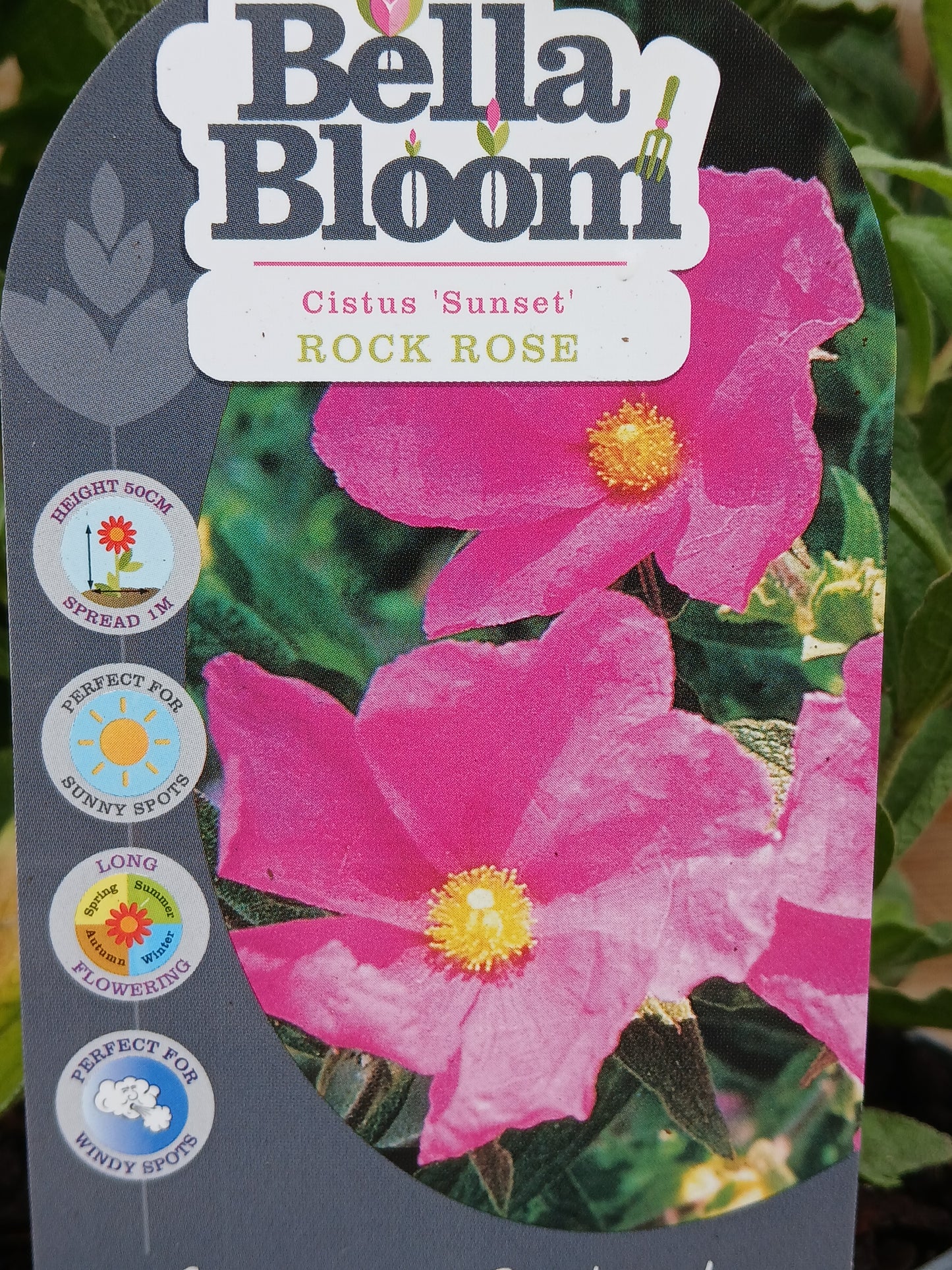 CISTUS Sunset / 2 Litre