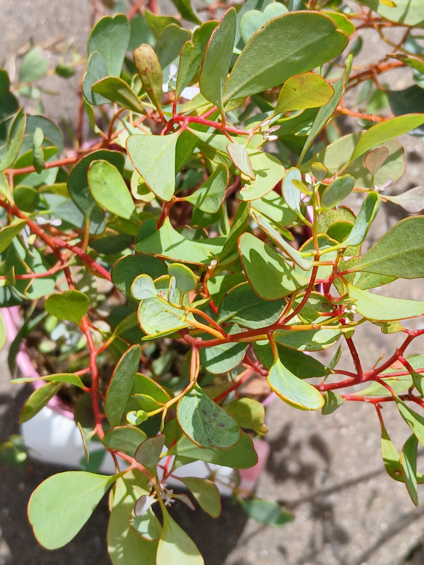 Eucalyptus family In Varieties / 15Cm