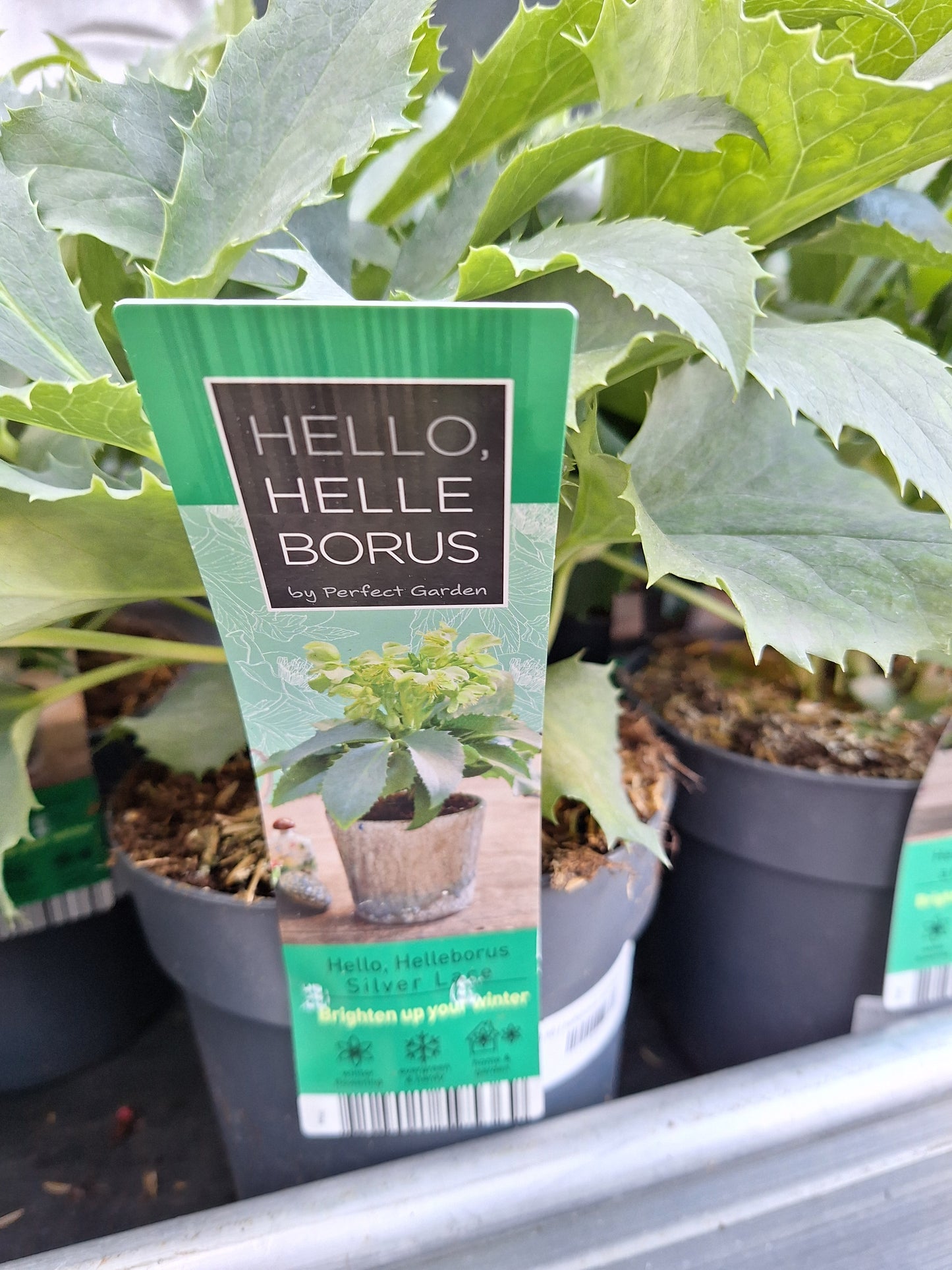 helleborus orientalis mix laag p14