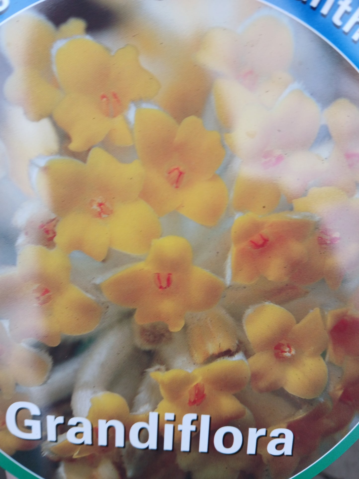 Edgeworthia chrys. Grandiflora / C20