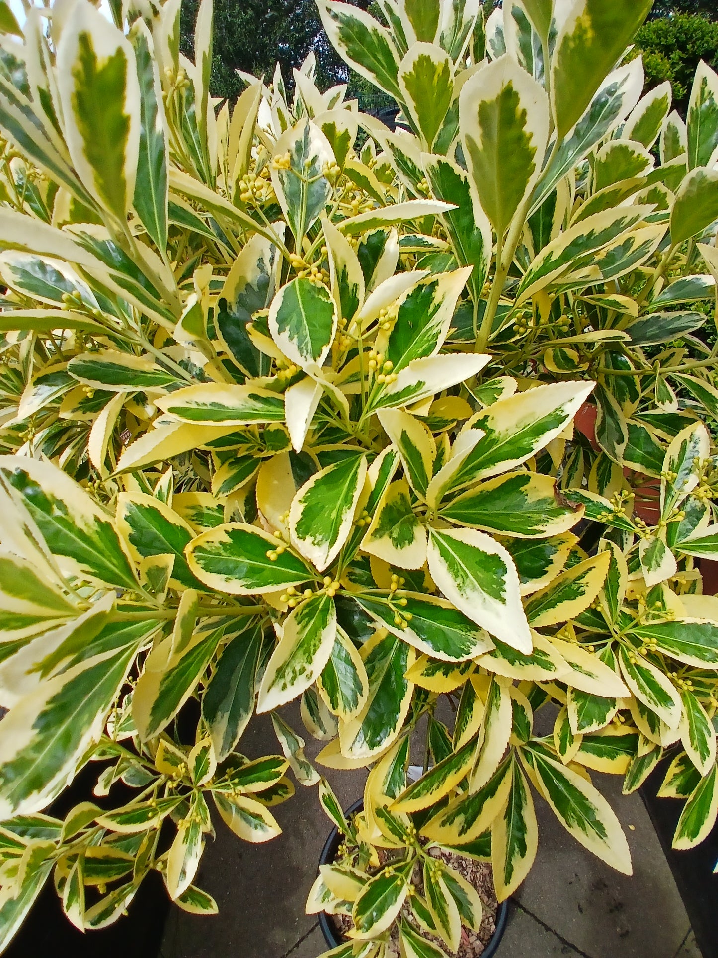 Euonymus jap. 'Bravo' / 1 / 2 Standard Head / 18L / 40Cm