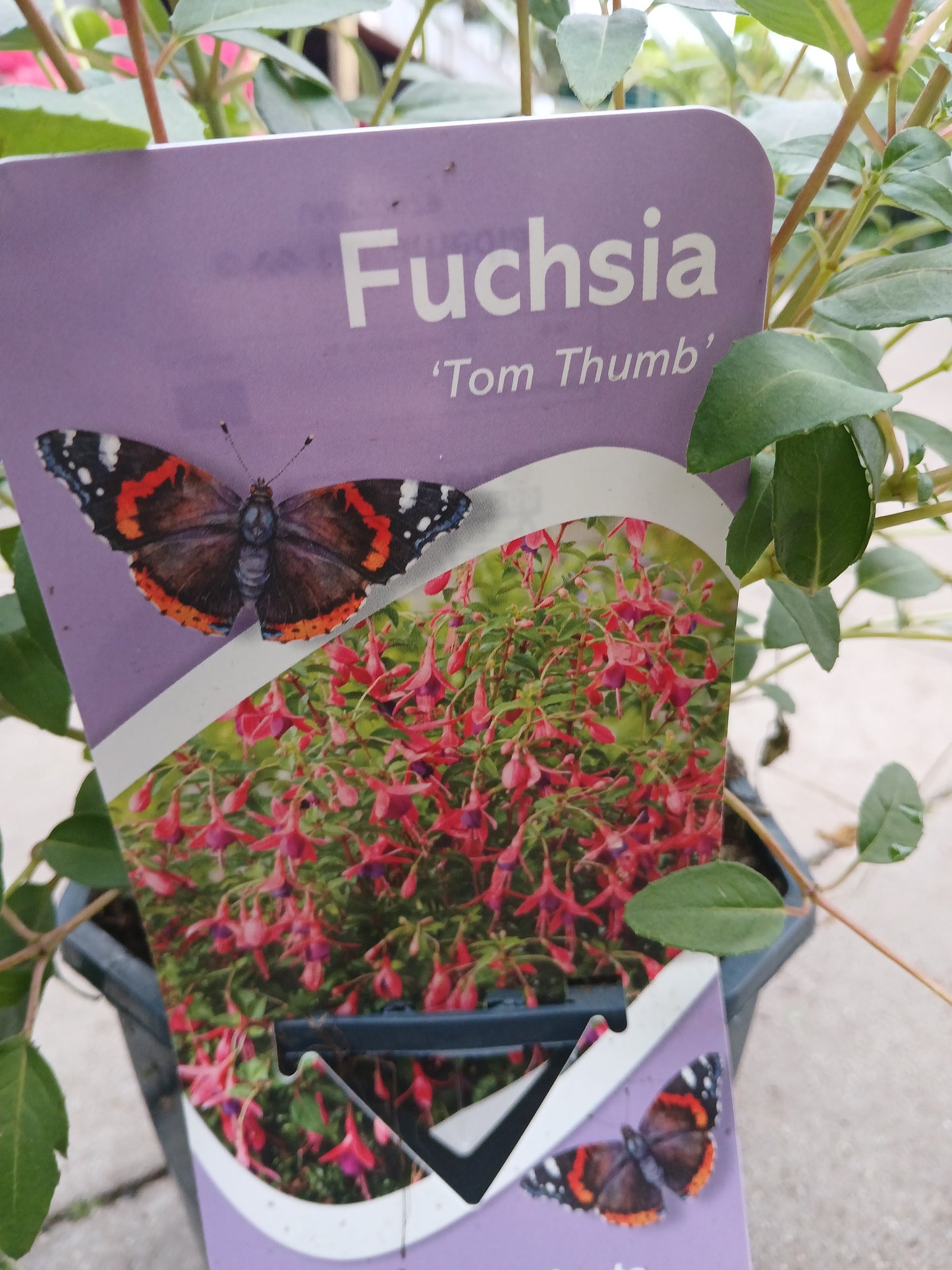 Fuchsia Hardy in varieties / P17 (2 Ltr) Square