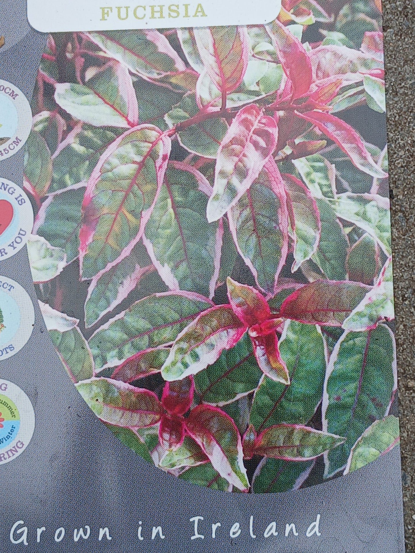 FUCHSIA Sunray / 2 Litre