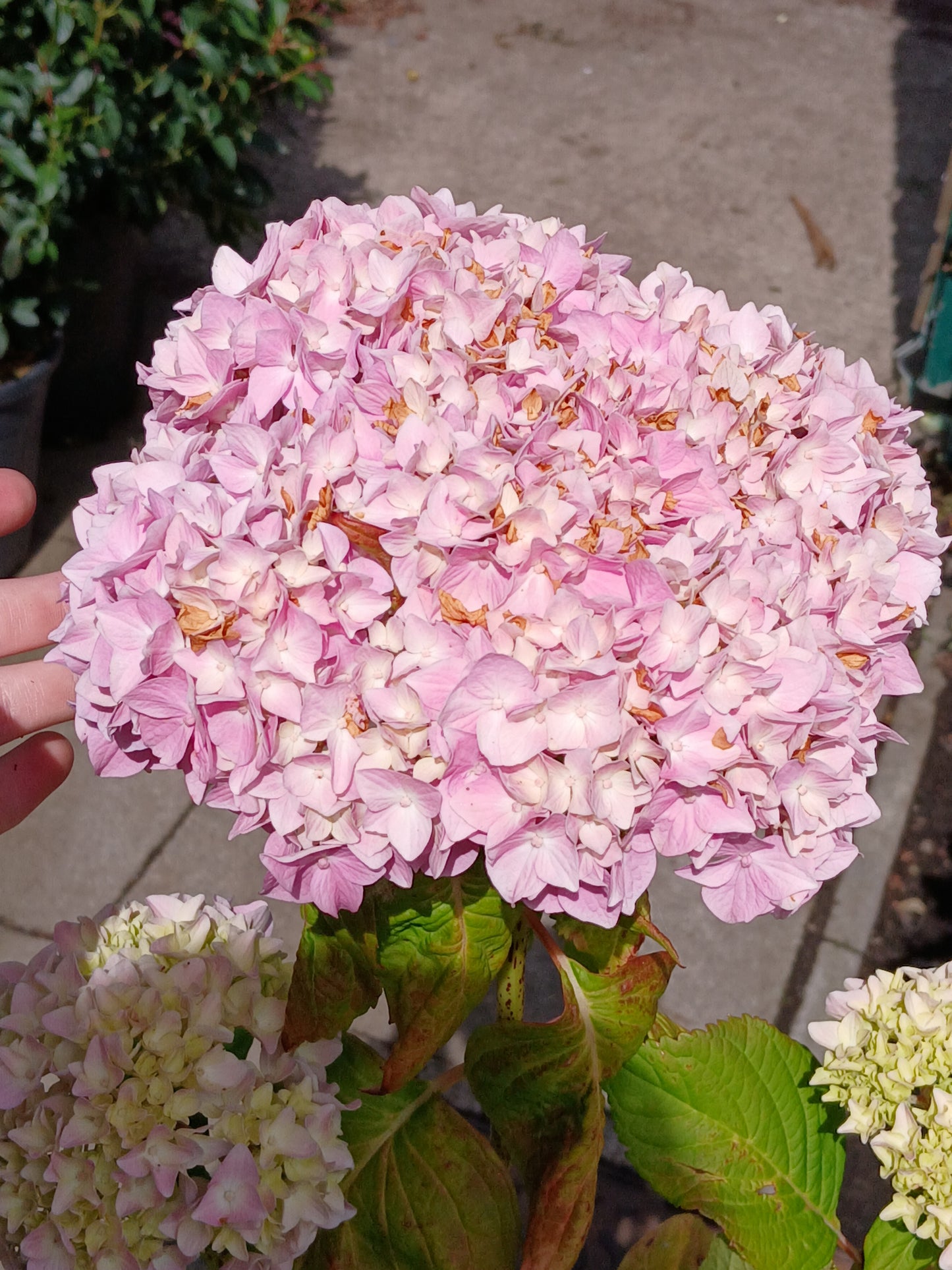 Hydrangea m. 'Alpenglühen' / 30-40 cm C10