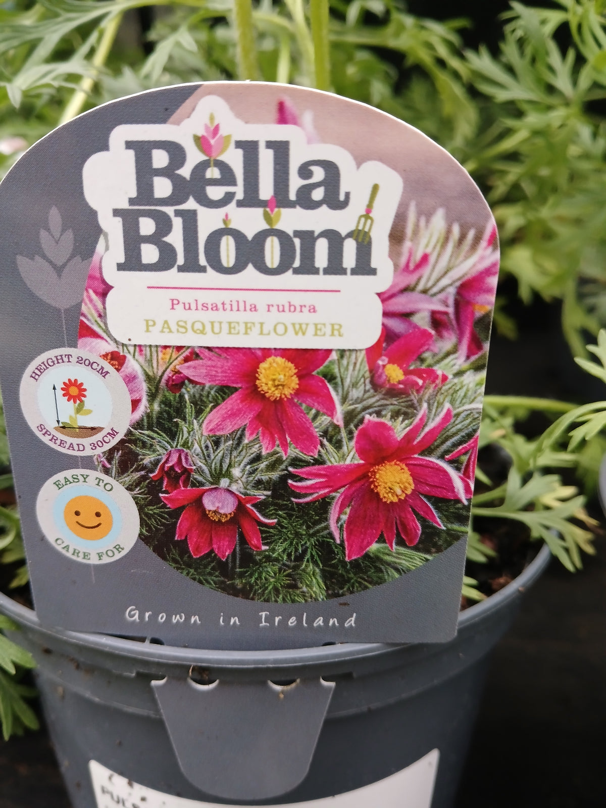 Pulsatilla vugaris Rubra / 1L